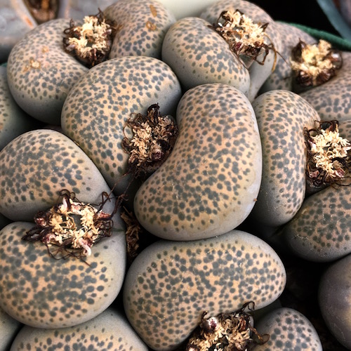 Lithops terricolor