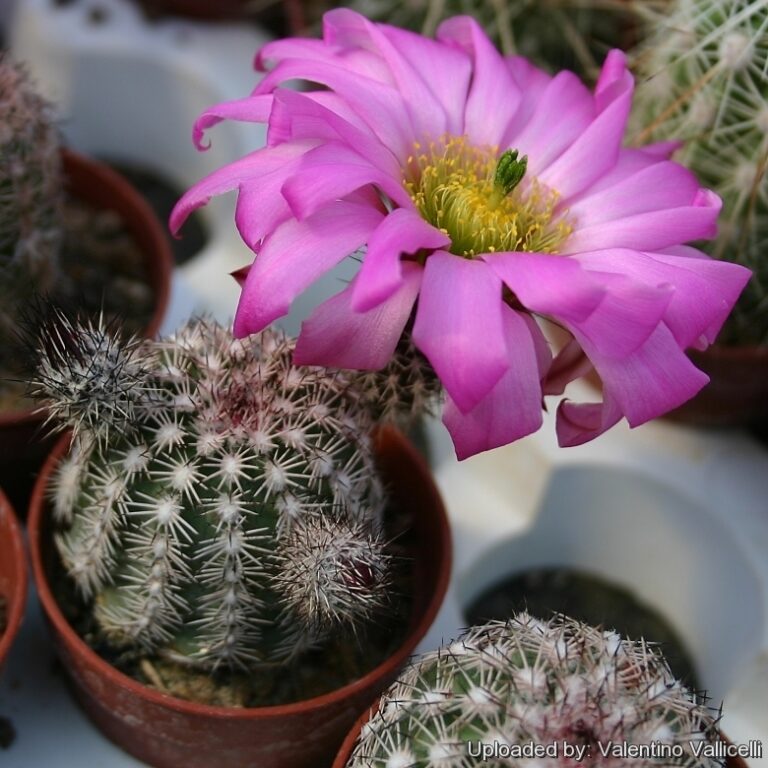 Эхиноцереус жестчайший Echinocereus rigidissimus